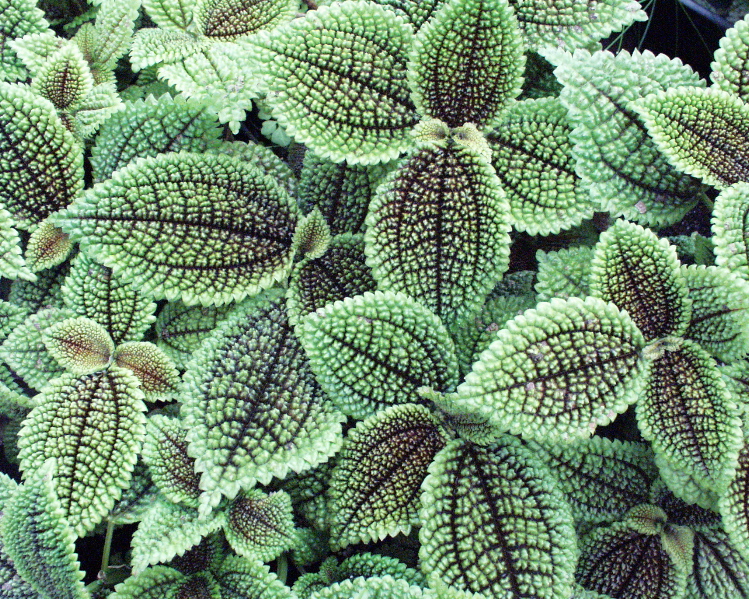 pilea moon valley