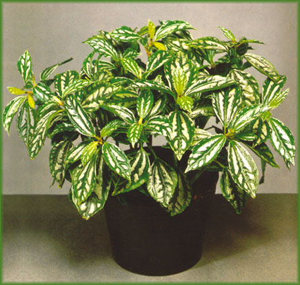 pilea.cadierei