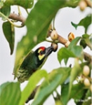 White Fig, Pilkhan, Pakhar (Ficus virens)