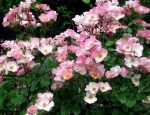 pink-rose-rosy