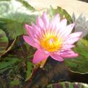 pink lily