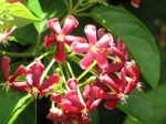 quisqualis indica1
