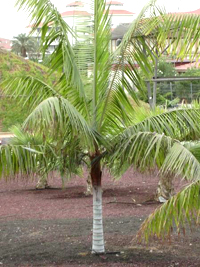 red neck palm