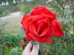 rose dolly