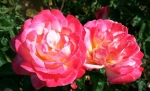 rose kiss of fire 1