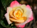 rose kiss of fire