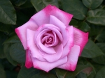 rose paradise