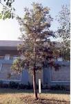 Silver oak (Grevillea robusta)
