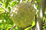 sitaphal