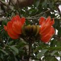 African tulip tree, Fountaintree (Spathodea campanulata)