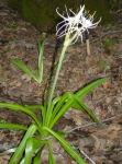 spider lily