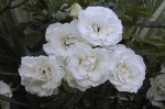 summer snow white