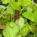 syngonium
