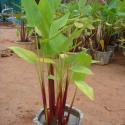 thalia dealbata