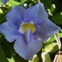 thumberjia grandiflora