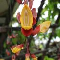 thumberjia mysorensis