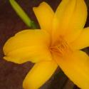 tiger lily