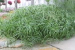umbrella grass