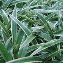 white soft grass varigated